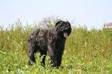 BOUVIER DES FLANDRES 497